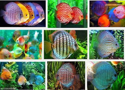 Ragam jenis ikan hias discus