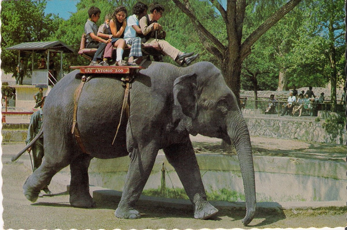 The Circus "NO SPIN ZONE" Vintage San Antonio Zoo