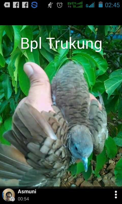 Arti Katuranggan Berdasarkan Bentuk Fisik Burung Perkutut
