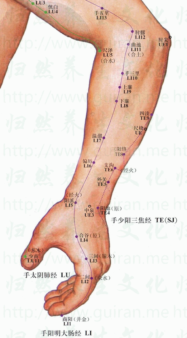 肘髎穴位 | 肘髎穴痛位置 - 穴道按摩經絡圖解 | Source:zhentuiyixue.com