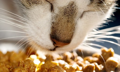 Healthiest Dry Cat Food 