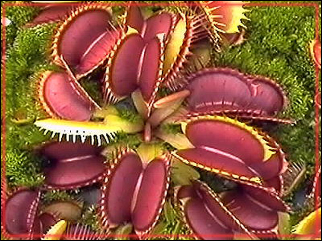 High Definition Wallpapers Do You Know About Killer Plants