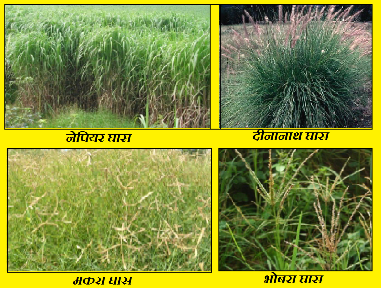 rajasthan gk Grasses of Rajasthan राजस्थान में पशुचारे के लिए उपयोगी