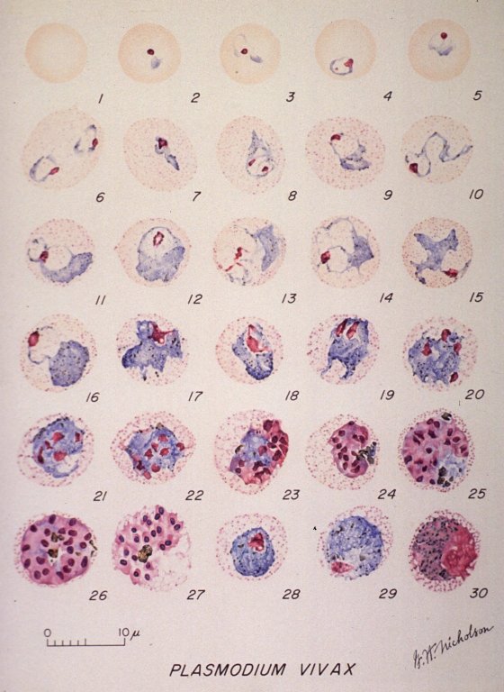 плазмодий вивакс. Plasmodium falciparum это возбудитель. плазмодиум вивакс препарат. плазмодий vivax. плазмодий вивакс морфология.