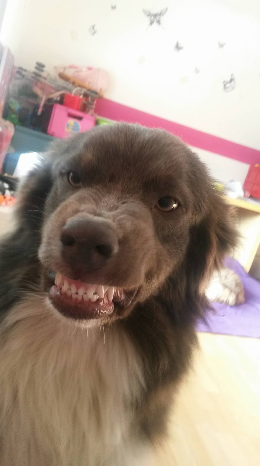 Leben Fur Streuner E V Spende Fur Unsere Organisation Betterplace Org