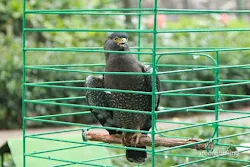 taman burung tmii jakarta
