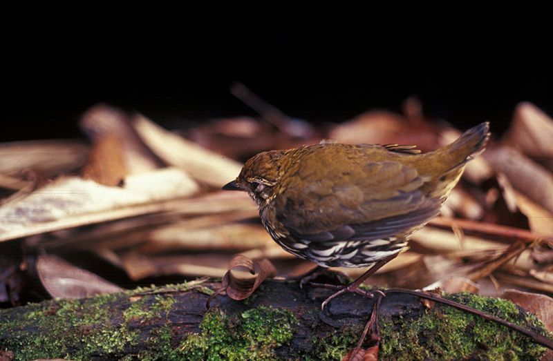 CATENDE PASSAROS: FOTOS DE PÁSSAROS