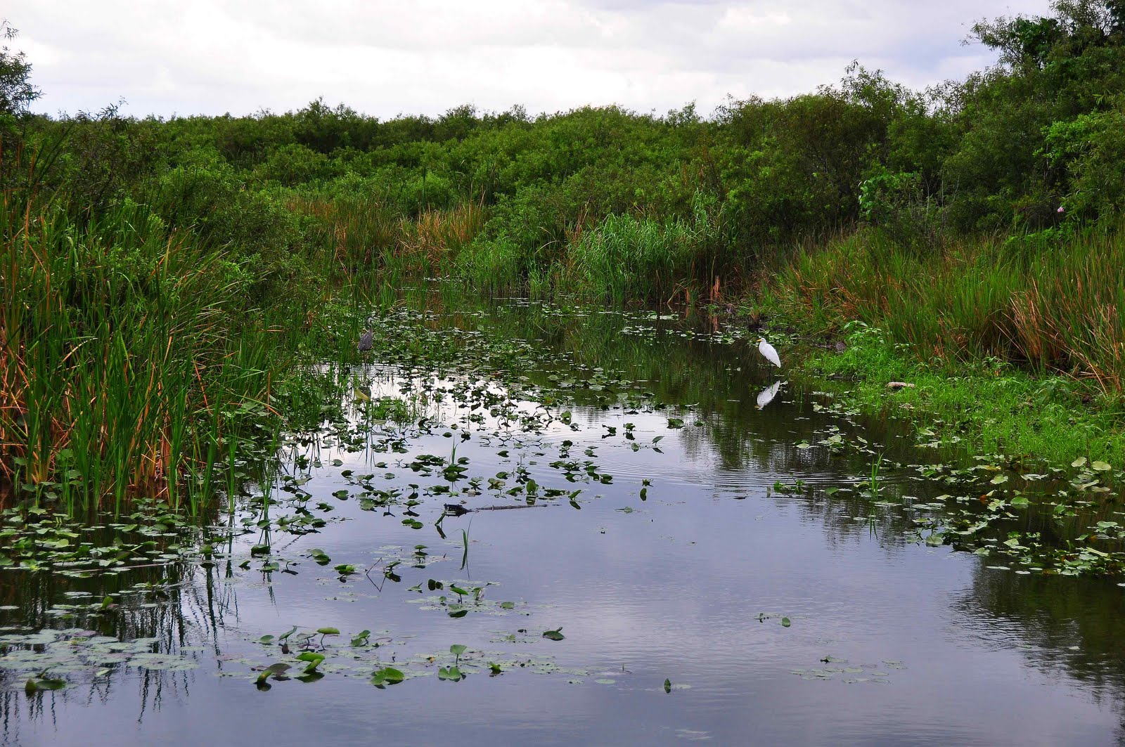 MARKOS PHOTOS GALLERY Danger Lurks In The Florida Everglades