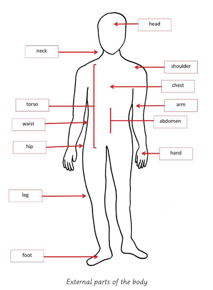 Body Parts Diagram - Infographics Human Body Parts Organ Medical Male