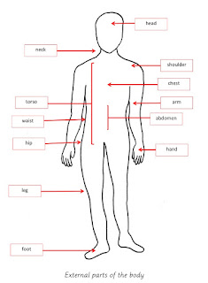 Elementary Observations: External Parts of the Body