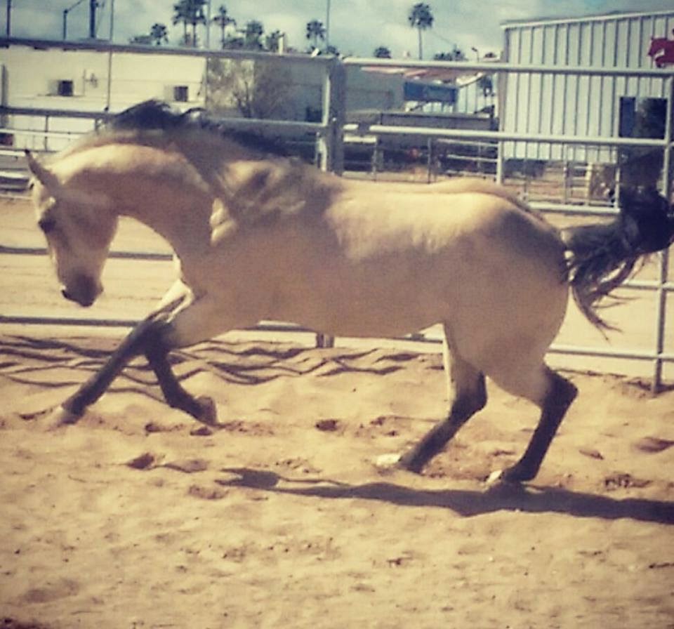 Whispering Horse Ranch Our Stallions