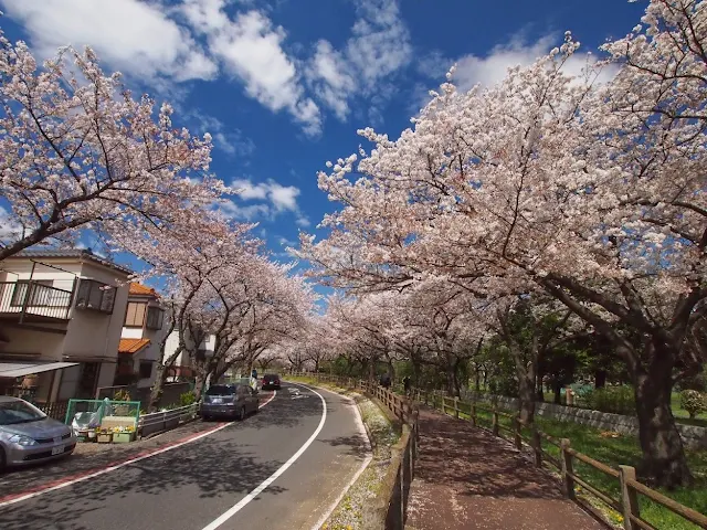 水元公園　桜並木
