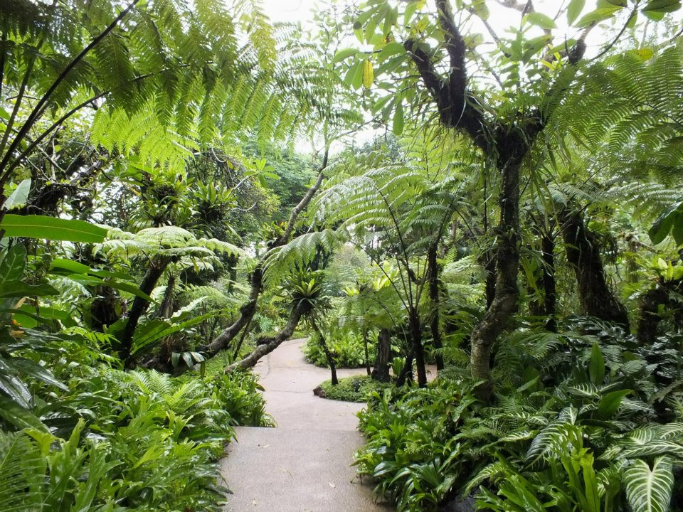 Сад джунгли. Сингапур Ботанический сад. Тропические леса Сингапура. Сингапурский Ботанический сад Сингапур. Сингапур Ботанический сад орхидей.