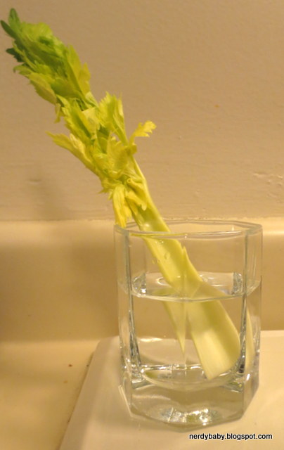 Nerdy Science: Colored Celery Sticks