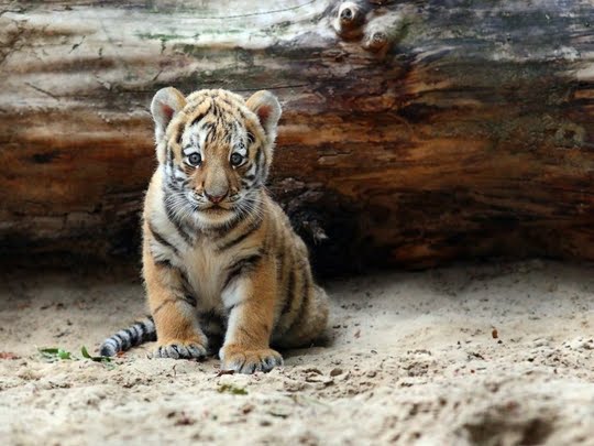 Free Desktop Background Wallpapers: Only Cute Tiger Cubs Desktop Wallpapers
