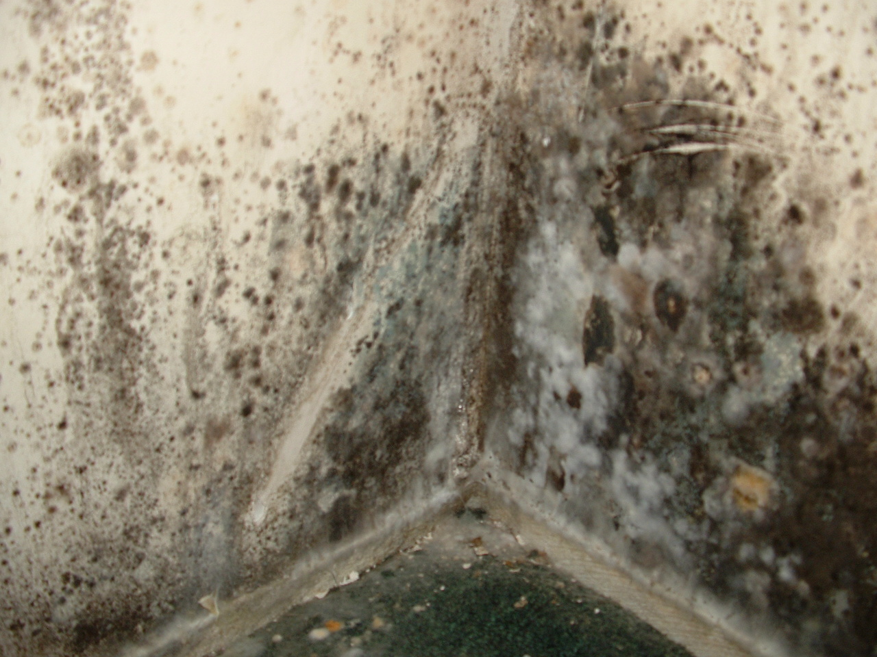 Household Black Mold 105