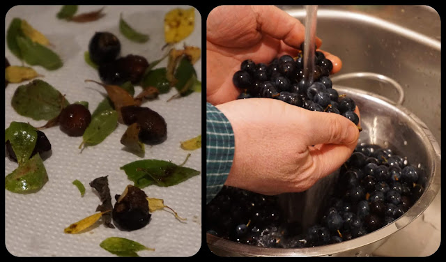 washing the sloes - www.astubbornoptimist.blogpsot.com 