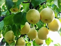 Pir atau disebut juga dengan pear yakni pohon yang berasal dari tempat beriklim tropis di Manfaat Dan Khasiat Buah Pir Untuk Kesehatan