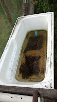 Self-watering Bathtub - Easy to Make, Easy to Grow Food