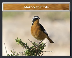 Moroccan Birds