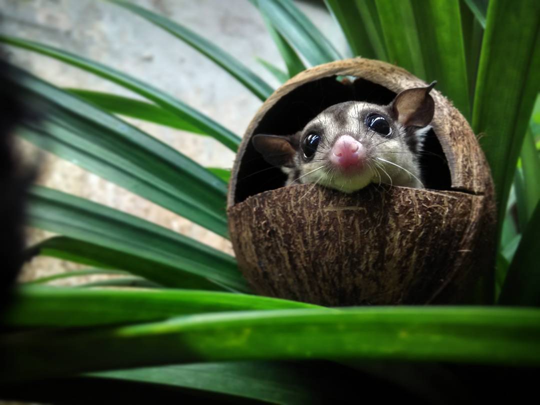 Sugar Glider Classic Grey - MoonGlade