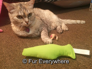 Jewel, a dilute tortoiseshell Egyptian Mau mix, lays on the floor by a Yeowww catnip fish.