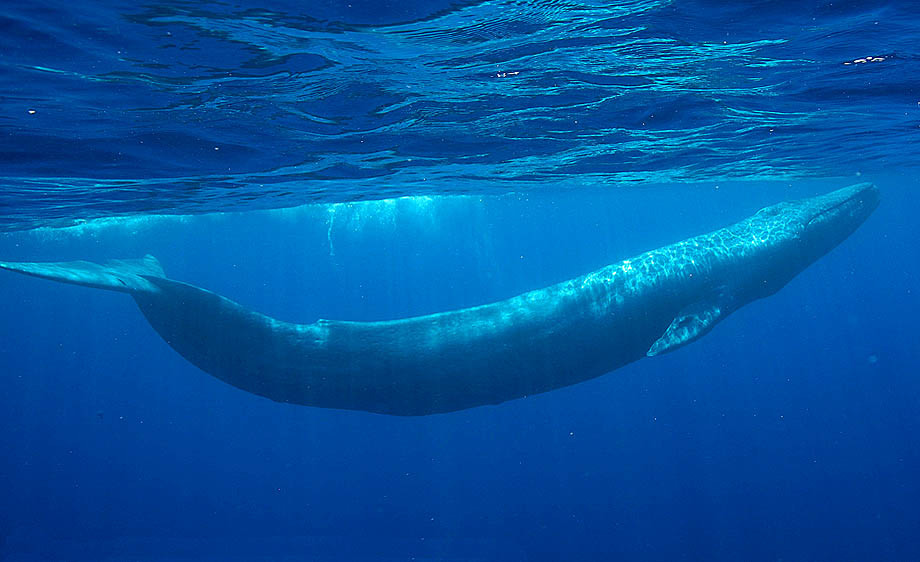 Pictures Of Blue Whale 95