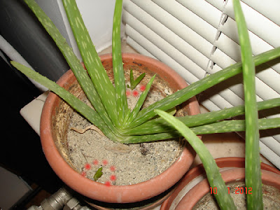 Aloe Vera - Barbadensis Miller