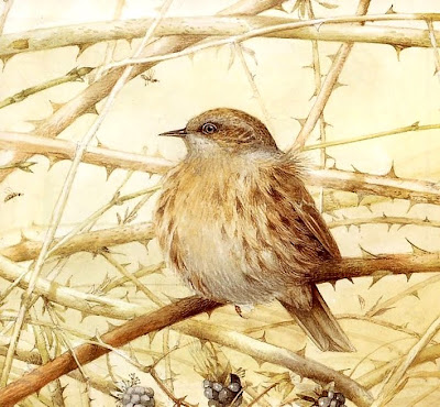 ilustración vintage pájaros