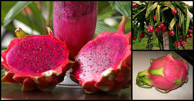 Dragon Fruit May Help Support Our Immune System Dragon Fruit May Help Support Our Immune System