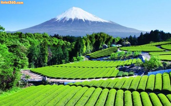 Tea Garden near Mt. Fuji, Japan