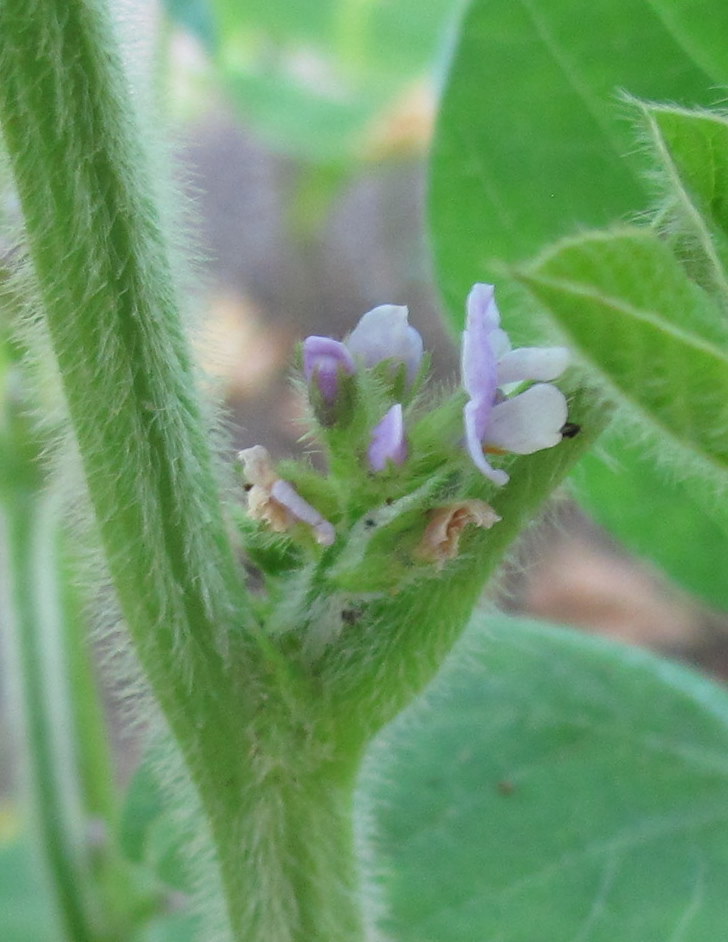 Soybeans in my Vegetable Garden