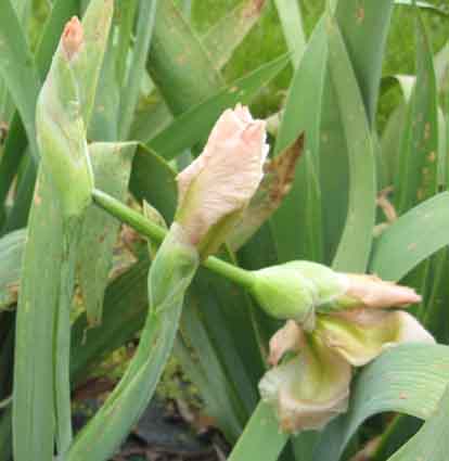 World of Irises: June 2012