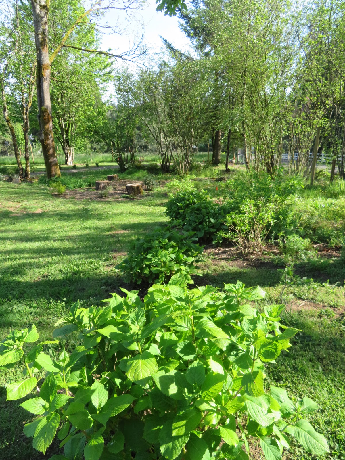 Roses Du Jardin Cheneland Cornus Alba Argenteomarginata