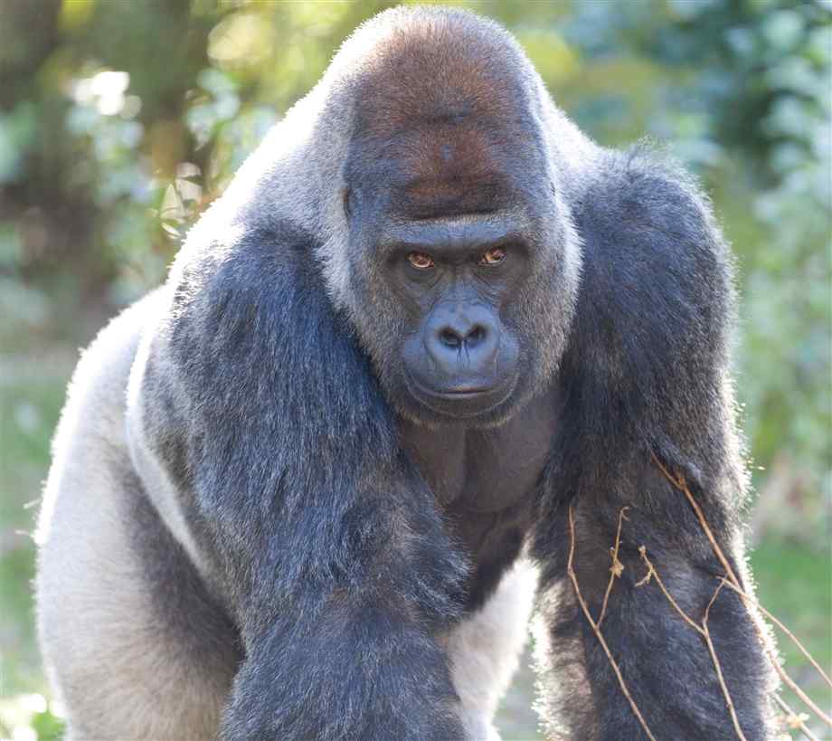 shaved gorilla shaved gorilla
