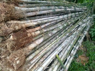 Bambu Jepang,Pohon Untuk Pagar