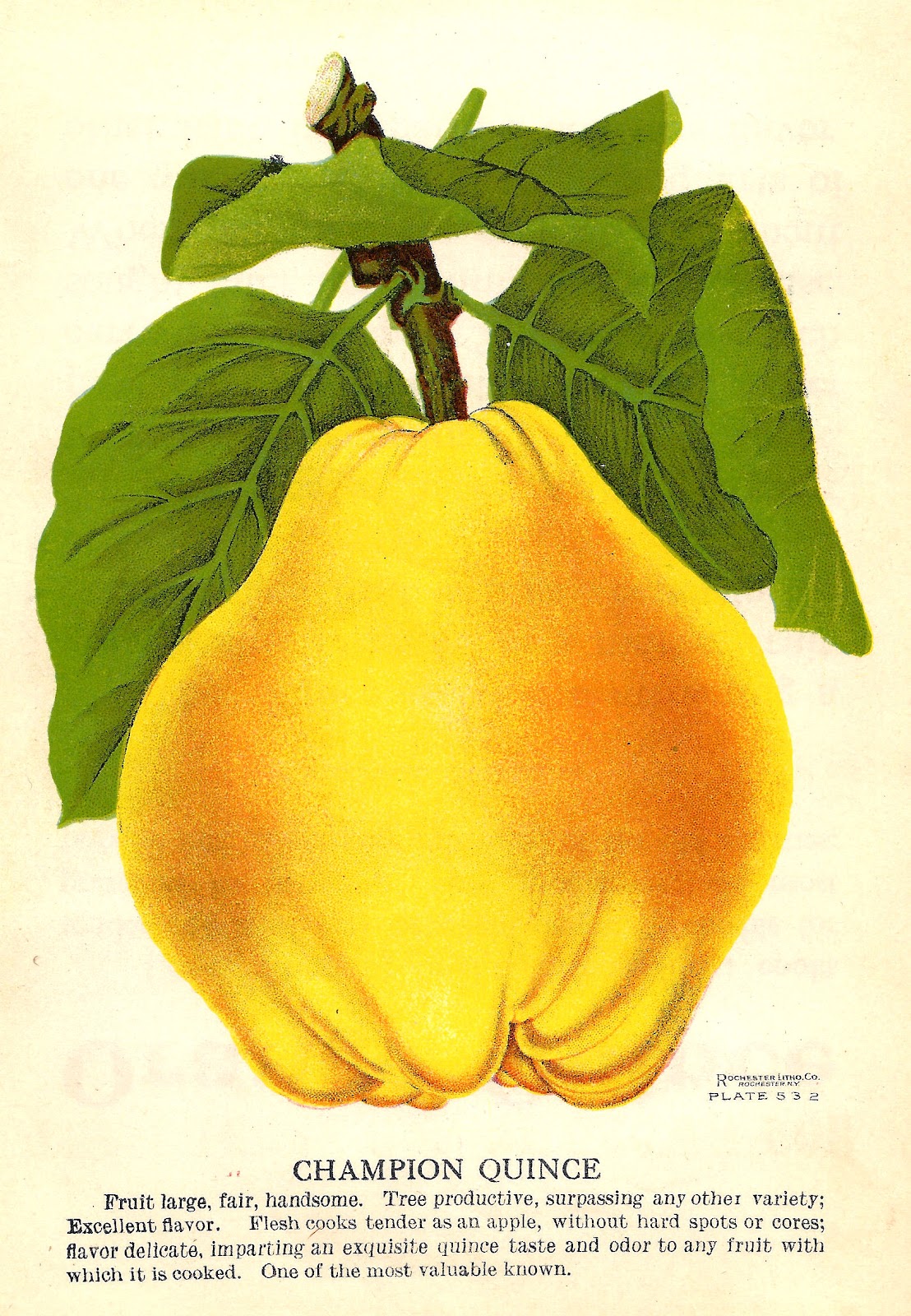 free vintage fruit clip art - photo #9