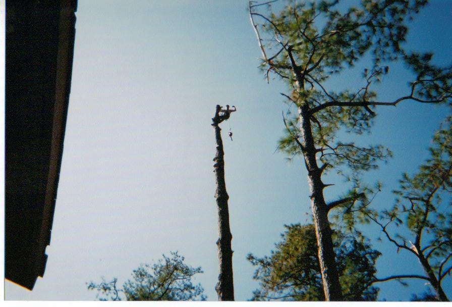 PROWANT TREE SERVICE 3863657107 GAINESVILLE FL TREE SERVICE BY