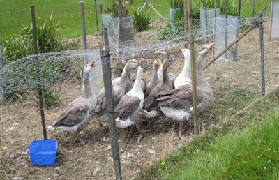 Letter from Tasmania: Sunday 8 January 2012