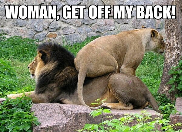 30 Funny animal captions - part 19 (30 pics), funny lion caption, get off my back woman