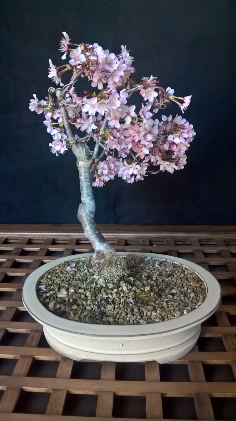 Evoluzione Bonsai bonsai di ciliegio da fiore prunus subhirtella cherry blossom