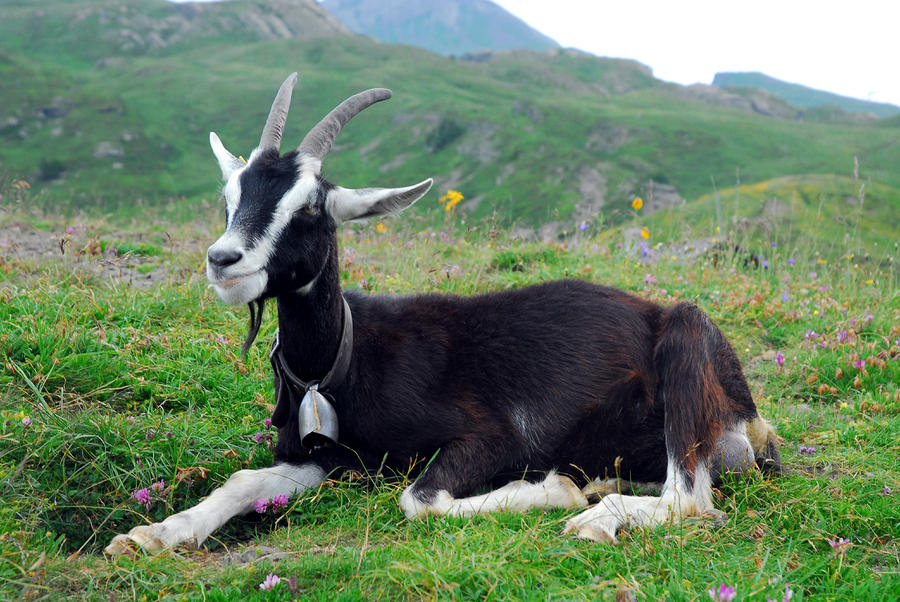 Domestic Goat