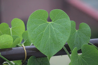 Giloy or Tinospora Cordifolia Giloy or Tinospora Cordifolia