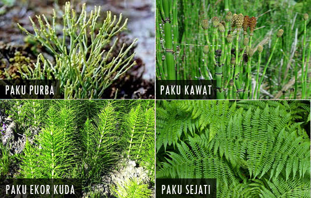 Pengertian, Ciri Ciri dan Klasifikasi Kingdom Plantae (Tumbuhan