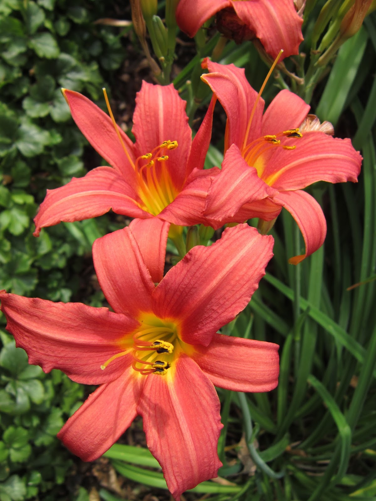 Daglelies als bodembedekker