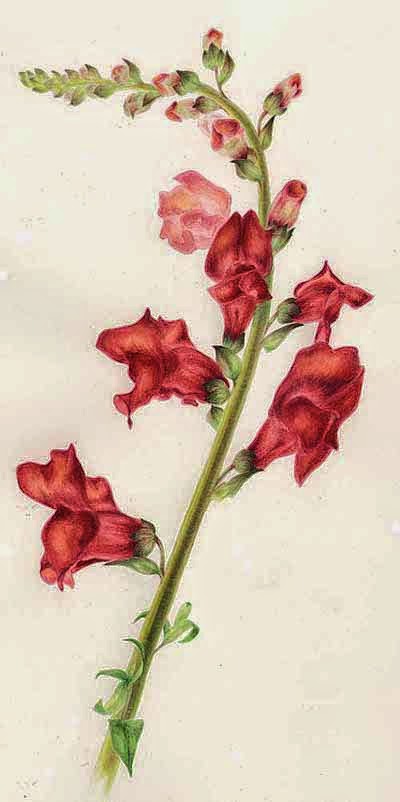 Львиный зев схема цветка. Львиный зев ботаника. Львиный зев строение. Antirrhinum Ботаническая иллюстрация. Львиный зев Ботаническая иллюстрация.