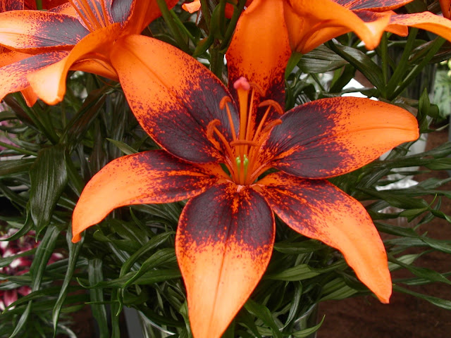 Orange Art Tango Lilies for Halloween decoration