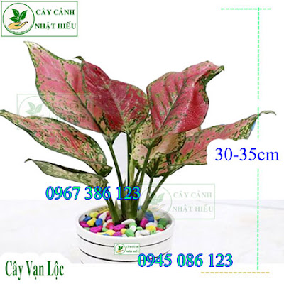 Cây vạn lộc để bàn đẹp