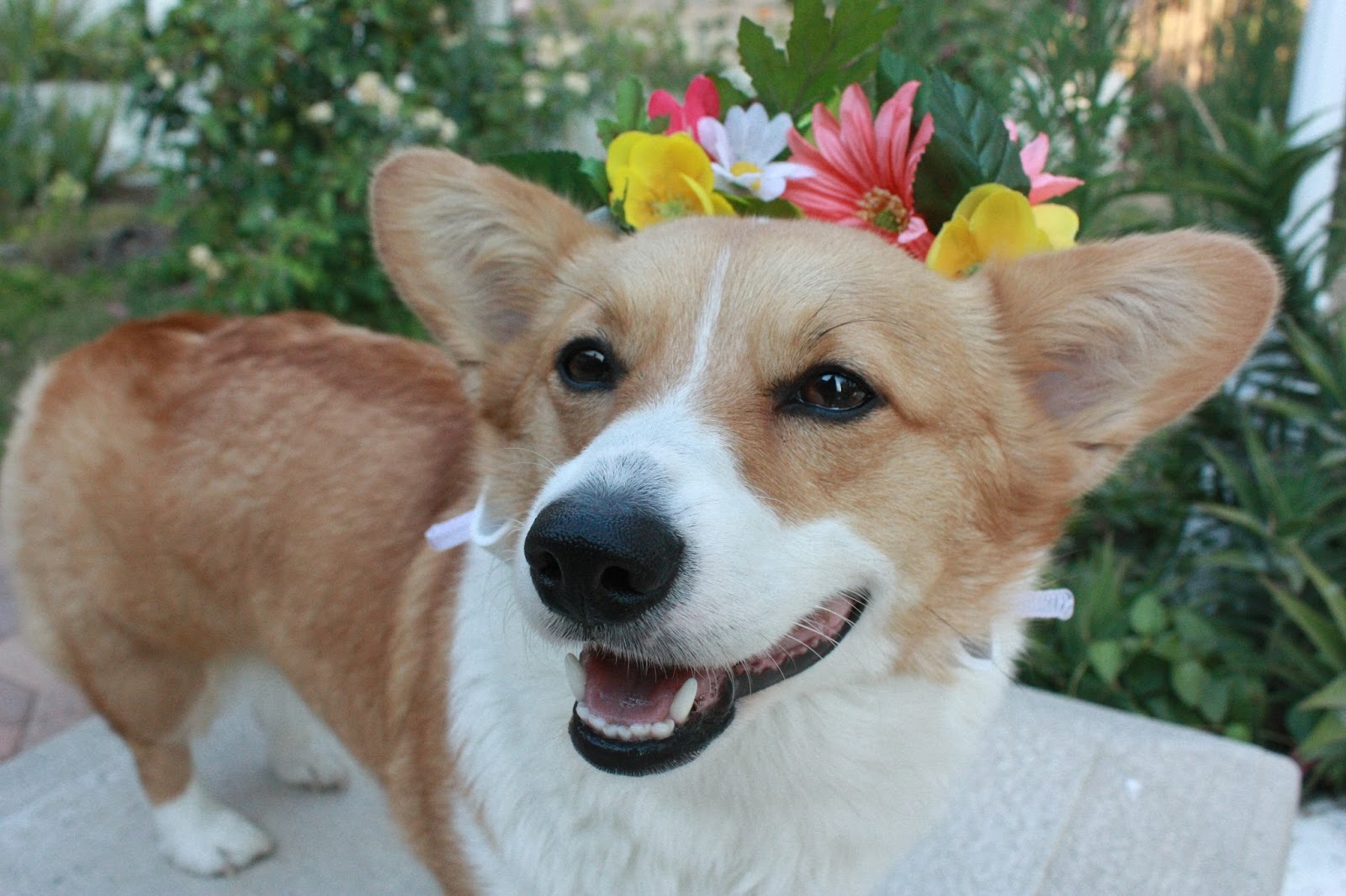 Love, Nessa DIY Dog Flower Crown