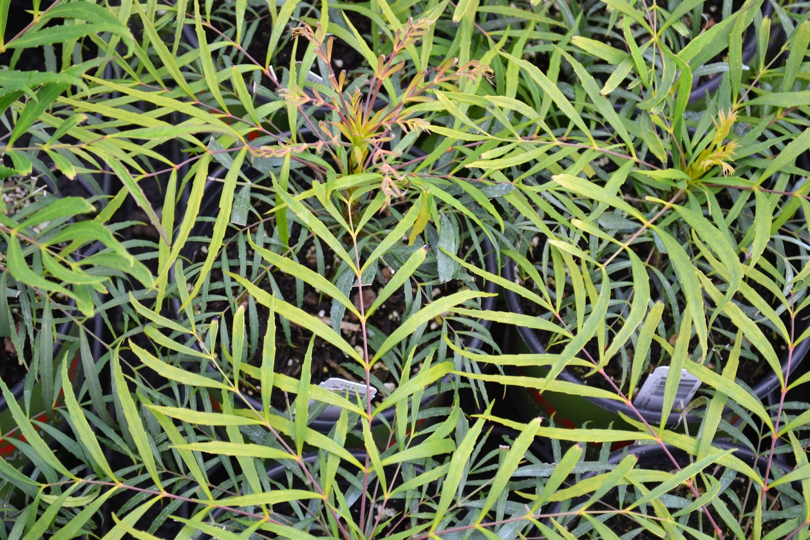 The Outlaw Gardener Vashon Island Part 3; Visiting Kathy's Corner Nursery